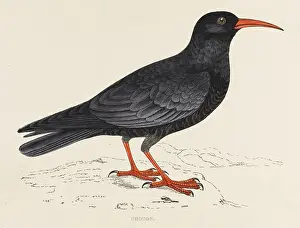 Graculus: CHOUGH (MORRIS)