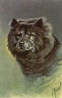 Chow: Chow Chow