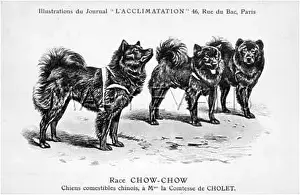 Harnesses: Chow Chow Dog