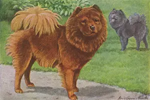 Chow: TWO CHOW DOGS STANDING