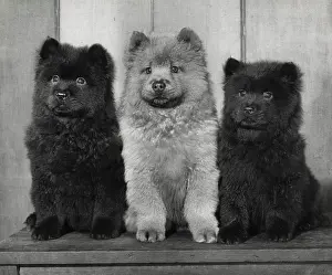 Chow: Three Chow puppies