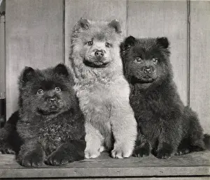 Chow: Three Chow puppies