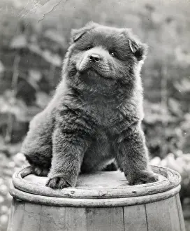 Chow: Chow puppy sitting on a barrel