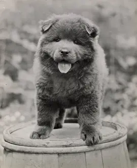 Chow: Chow puppy standing on a barrel