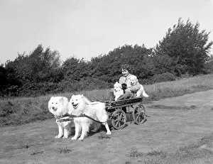 Chows: Chows Pulling a Cart