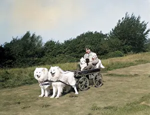 Chows: Chows Pulling a Cart