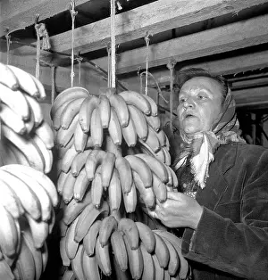 Satisfy: Christmas 1959 - bananas