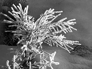 Natale: Christmas