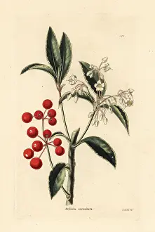 Crenata: Christmas berry, Ardisia crenata