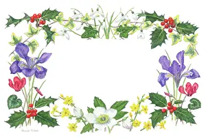 Snowdrops: Christmas border with holly, irises, snowdrops?