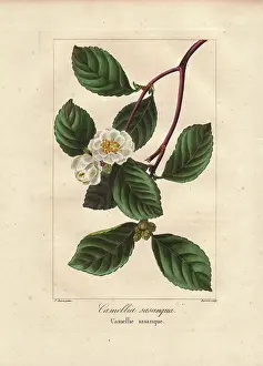 Bessa: Christmas camellia, Camellia sasanqua, native to Japan
