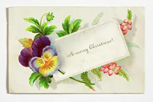 Pansy: Christmas card