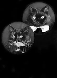 Christmas Card (Cats)