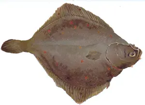 Plaice: Christmas card in the shape of flat brown fish