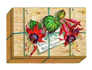 Fuchsia: Christmas card in the shape of a wooden crate