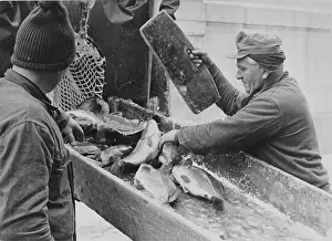 Carps: Christmas carp. 17th December 1963