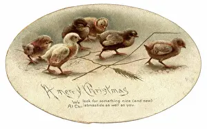 Yule: Christmas Chicks