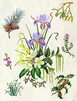 Jasmine: Christmas Flowers - pine, mistletoe, iris etc