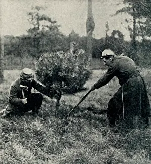 Chopping: Christmas at the Front: Soldiers chopping down a tree 1914