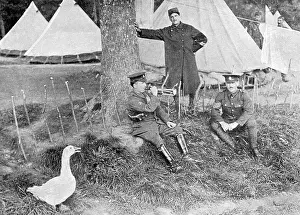 Bugle: The Christmas goose that comes to Tommys bugle call