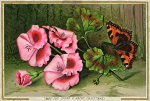 Tortoiseshell: Christmas Greetings postcard with Tortoiseshell butterfly