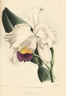 Volume 2: Christmas orchid, Cattleya trianae