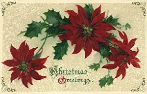 Poinsettias: Christmas Poinsettias