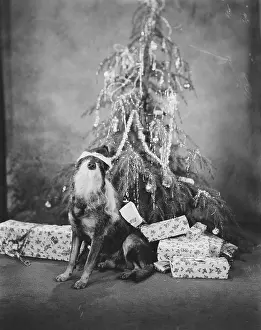 Christmastime: CHRISTMAS POOCH