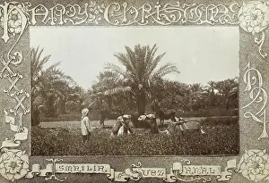 Fertile: Christmas Postcard from the Suez Canal