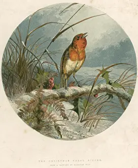 Christmas robin