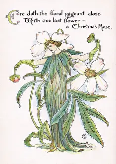 Helleborus: Christmas Rose
