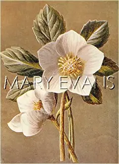 Helleborus: CHRISTMAS ROSE