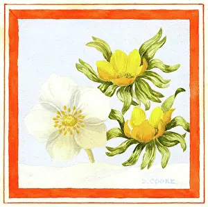 Cooke: Christmas Rose and Aconites
