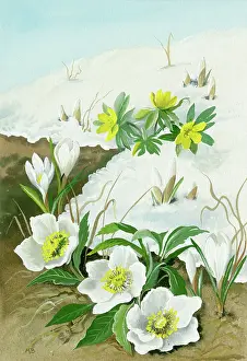 Crocuses: Christmas rose, aconites and white crocuses in snow