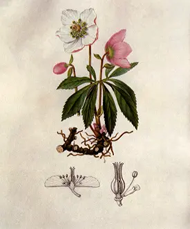 Turpin: Christmas Rose, Helleborus niger