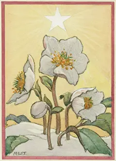 Shines: Christmas rose in the snow and star in sky