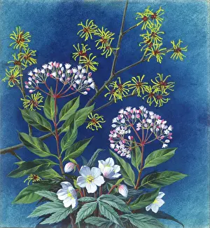 Haywood: Christmas rose, witch-hazel and laurustinus