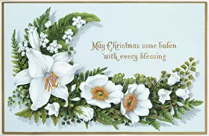 Campanulas: Christmas roses etc