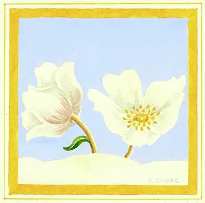 Cooke: Christmas Roses