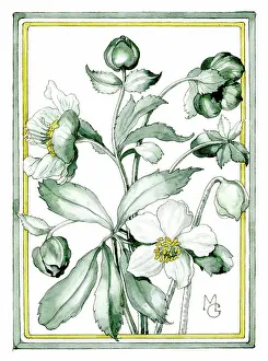 Gillies: Christmas Roses