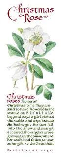Marker: Christmas Roses