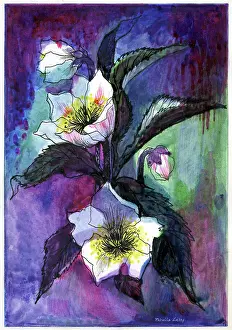 Caley: Christmas Roses