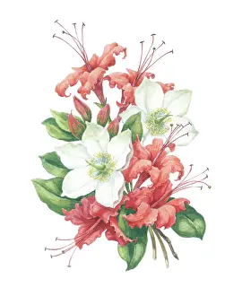 Azaleas: Christmas Roses and Azaleas