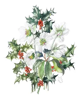 Gillies: Christmas Roses and Holly