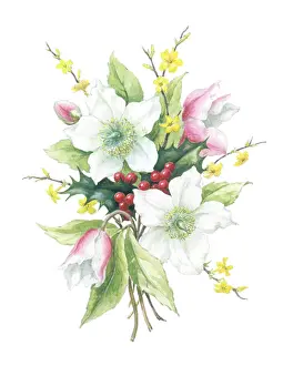 Jessamine: Christmas Roses, holly and jessamine