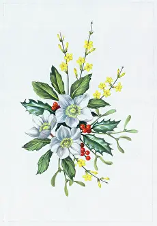 Jessamine: Christmas Roses, Holly, Mistletoe etc