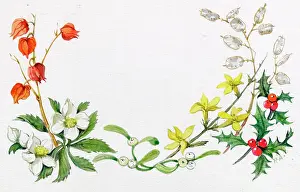 Jasmine: Christmas roses, iris, etc