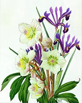 Reticulata: Christmas Roses and Iris Reticulata