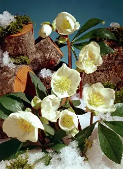 Clump: Christmas Roses and logs in snow