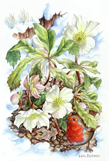 Dickson: Christmas Roses and Robin in the snow